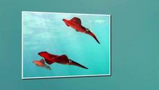 R ♛ Metal Love Ballads Vol. 1 - Videoclip.bg