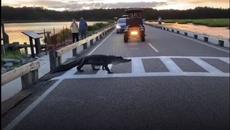 Огромен Крокодил пресече по пешеходна пътека необезспокояван - Videoclip.bg