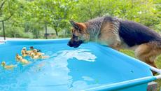 German Shepherd Reacts to Baby Ducklings Bathing in the Pool - Videoclip.bg