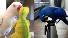 Funny And Cute Parrots - Cutest Parrot Videos 2021 - Videoclip.bg