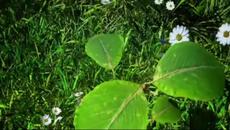 Thomas Bergersen - Evergreen - Videoclip.bg