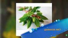 Дафинов лист - Магическите свойства на дафиновия лист - Videoclip.bg