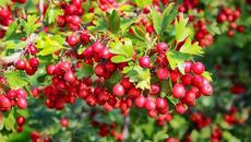 Глог - Глог вълшебната билка, която храни сърцето и го прави здраво...Чай, Лечебно Действие и Рецепти - Videoclip.bg