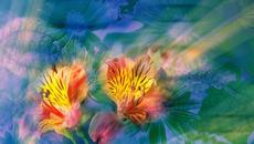 Огън и романтика ... (Sergey Chekalin music) - Videoclip.bg