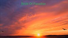 Birds Of Paradise  - Peter, Sue & Marc (Bg.Превод) - Videoclip.bg