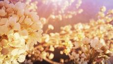 Николай Колев - Планета Земя - Videoclip.bg