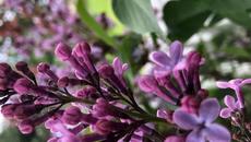 Честит Рожден ден миличка мамо !!!! Много те обичам бъди жива и здрава Happy Birthday! - Videoclip.bg