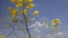 Mark Knopfler - Bluebird - Videoclip.bg