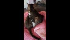 Моите сладки котенца (компилация) - Videoclip.bg