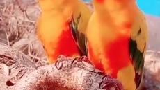 Сладки папагалчета - Videoclip.bg