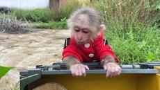 BiBi goes to harvest fruit on the farm - Videoclip.bg