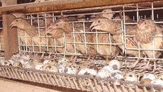 Събиране яйца на пъдпъдъци - Videoclip.bg