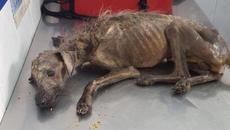 Rescue Sick Puppy Starving On The Street & AMAZING Transformation - Videoclip.bg