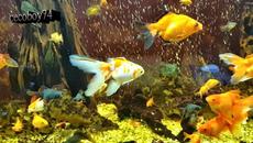 Моите красавици - Videoclip.bg