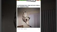 #мемы #приколы #юмор #лютыеприколы #озвучкамемов #озвучка #мемы2021  #мемыпро100 - Videoclip.bg