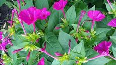 Добрый Вечер!/  Юрий Кость - ТЫ МОЯ ХОРОШАЯ, ТЫ МОЯ ЖЕНА - Videoclip.bg