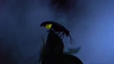 Магията на светулките  - The Magic of Fireflies - Videoclip.bg