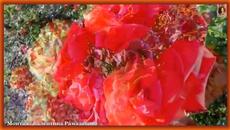 РОЗЫ В ФЕВРАЛЕ   Поздравление с февральским днем рождения - Videoclip.bg