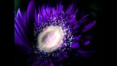 ЗВЕЗДНИ ХРИЗАНТЕМИ - ПОЕЗИЯ - Videoclip.bg