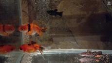 Златни рибки и Молинезия - Videoclip.bg