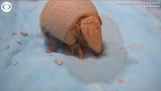 Baby Armadillo Rolls Over for First Time #shorts - Videoclip.bg