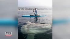 What Are Those Dead ‘Sea Monsters’ Washing Ashore? - Videoclip.bg