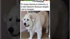 #мемы #приколы #мемы2022 #коты #мемыскотами #смешныекошки #мемыпро100 #смешныесобаки #мемыпро100 - Videoclip.bg