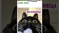 #мемы #приколы #мемы2022 #коты #мемыскотами #кошки #комиксы #мемасы #мемчики #мемыпро100 #анимация - Videoclip.bg