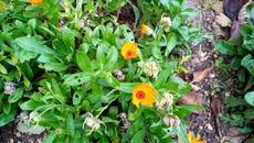 Моята градина с невен в Равда - Videoclip.bg