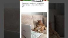 #мемы #приколы #юмор #мемы2022 #лютыеприколы #озвучкамемов #коты #смешныекоты #приколы2022 #мемыпро1 - Videoclip.bg