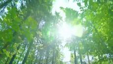 ШИВА МАНТРА Karpura Gauram - Videoclip.bg