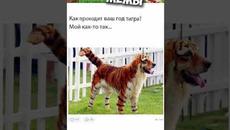 #мемы #приколы #мемы2022 #коты #мемыскотами #приколы2022 #смешныесобаки #мемасы #мемчики #собаки - Videoclip.bg