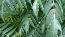 Белый День, Лена Василёк - ВЕРНИСЬ ДОМОЙ - Videoclip.bg