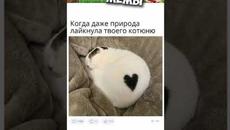 #мемы #приколы #мемы2022 #юмор #мемыскотами #приколы2022 #смешныесобаки #мемасы #мемчики #про100мемы - Videoclip.bg