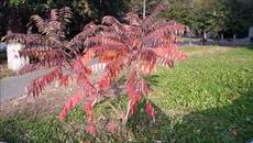 Надежда Кадышева - Ах, СУДЬБА МОЯ СУДЬБА - Videoclip.bg