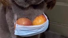 Забавното котенце ! - Videoclip.bg