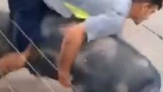 Когато яхнеш прасето смях - Videoclip.bg