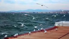 Традиционни гръцки мелодии в оркестрово изпълнение - Videoclip.bg