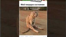 #мемы2022 #котики #смешныекоты#смешныекошки #про100мемы #смешныеживотные #юмор #озвучка #мемыдня - Videoclip.bg