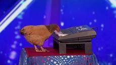 Jokgu The Chicken Plays The Piano! SHOCKING! - Videoclip.bg