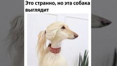 #мемы2022 #смешныекоты #мемы #приколы #юмор #мемыскотами #смешныесобаки #мемасы #мемчики #про100мемы - Videoclip.bg