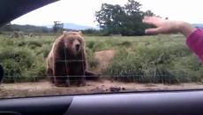 Една възпитана мечка - Videoclip.bg