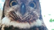 ГОРСКИЯ ПЕВЕЦ - Videoclip.bg