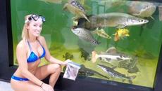 Hand feeding GIANT fish in POOL Aquarium - Videoclip.bg