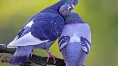 ВЕСНА ИДЁТ... - Videoclip.bg