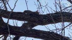 Move Over Cat! Teen Gets Stuck in Tree - Videoclip.bg