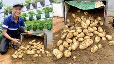 Growing Potatoes on the Terrace is very easy, lots of big and beautiful tubers - Videoclip.bg