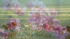 Петя Буюклиева- Пролет - Videoclip.bg