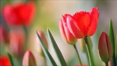 Честита пролет 2022 г. - Бъдете Щастиливи - Videoclip.bg