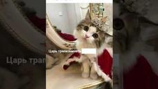 #мемы2022 #смешныекоты #мемы #приколы #юмор #мемыскотами #приколы2022 #мемасы #мемыдня #мемыпро100 - Videoclip.bg